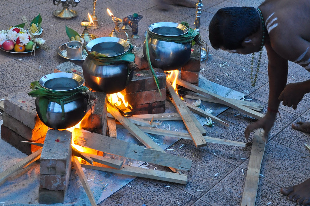 Pongal Harvest Festival 丰收节 ...