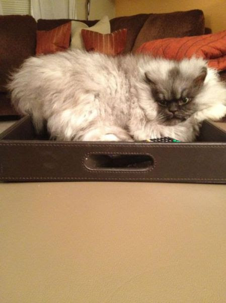 Colonel Meow Might Be the Angriest Cat on Earth