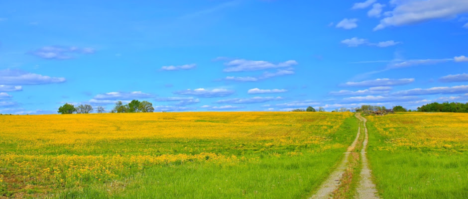 Photo: A dirt road cuts through a beautiful yellow mustard field, with a blue sky above, in Ohio farmland in springtime.