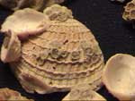 barnacles, etc