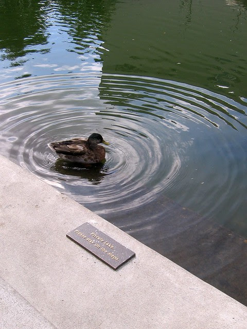 duck