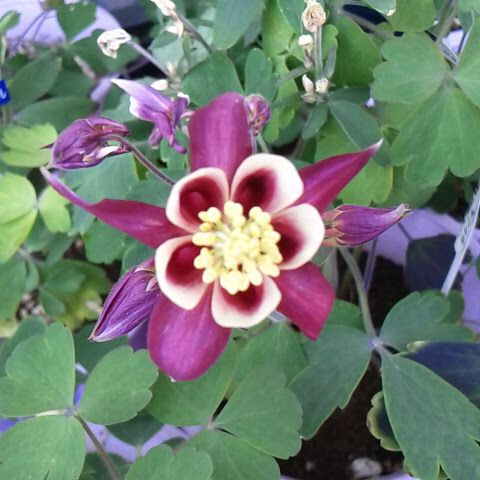 ４月９日の誕生花オダマキです Blog Houougoya Jp