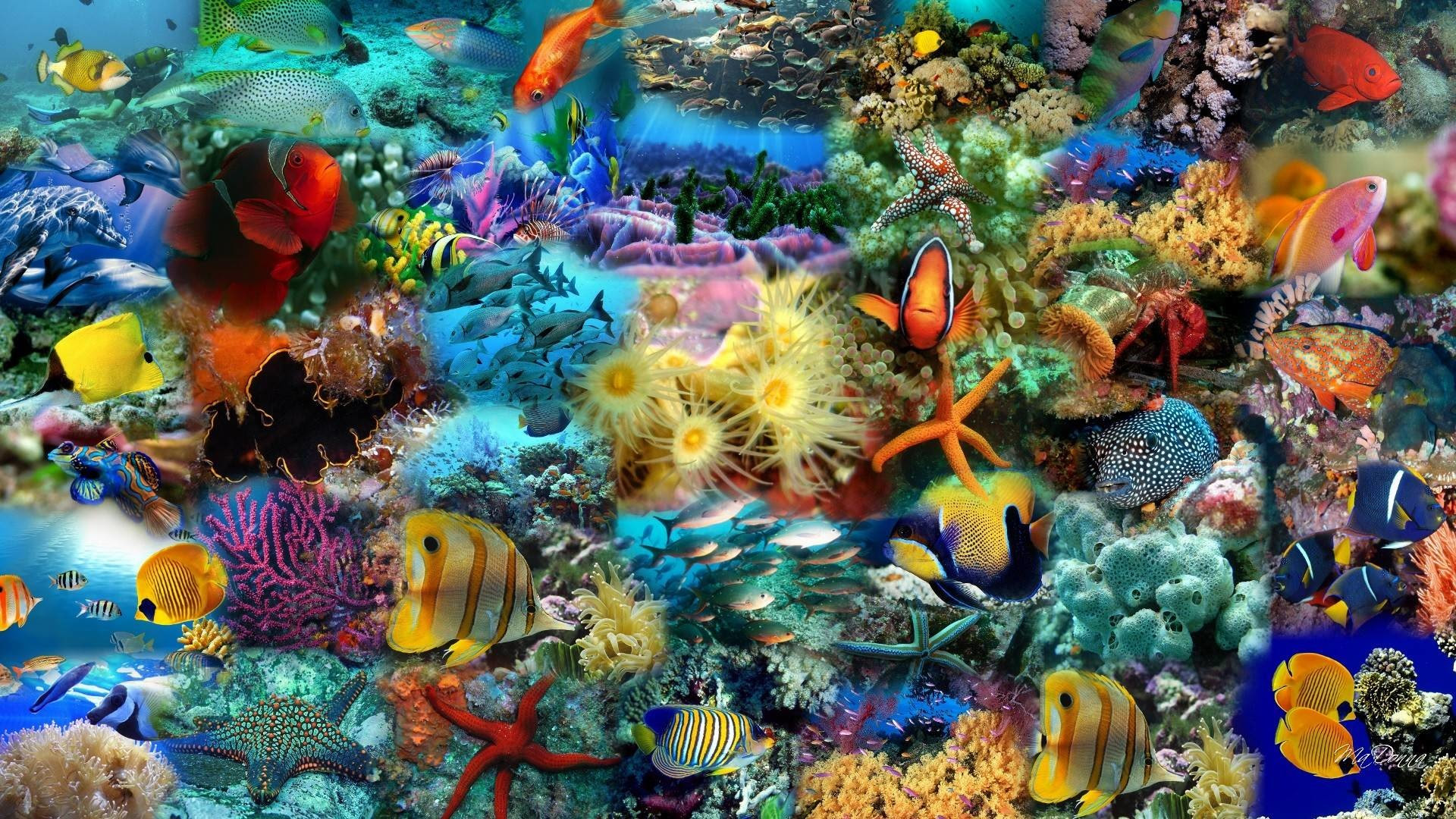  Fish  Wallpaper  and Screensavers 58 images 