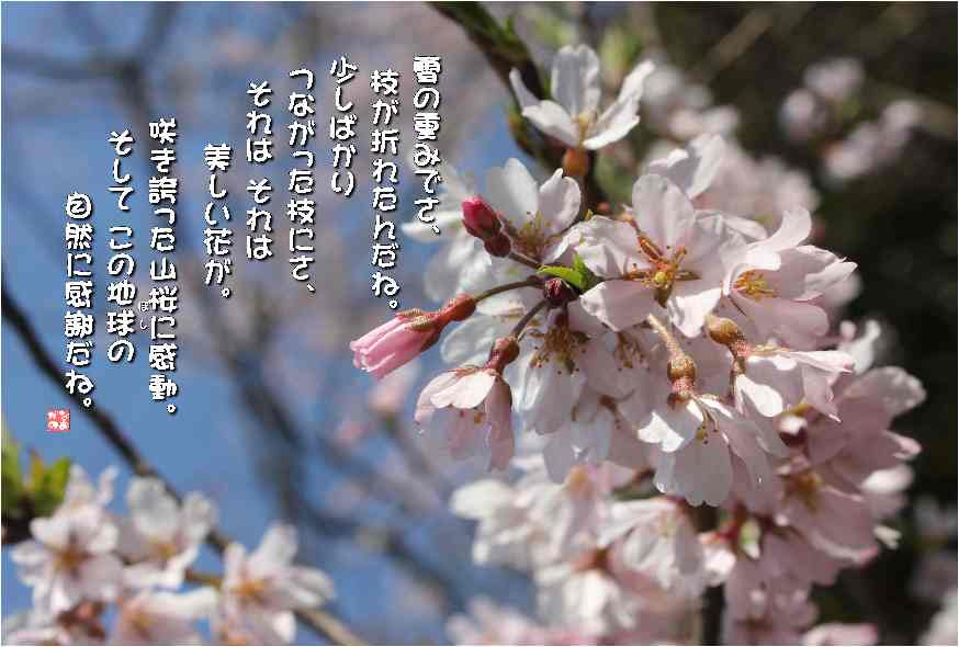 No 458 山桜 花言葉 貴方に微笑む 純潔 美麗 なおかつ フォトエッセイ