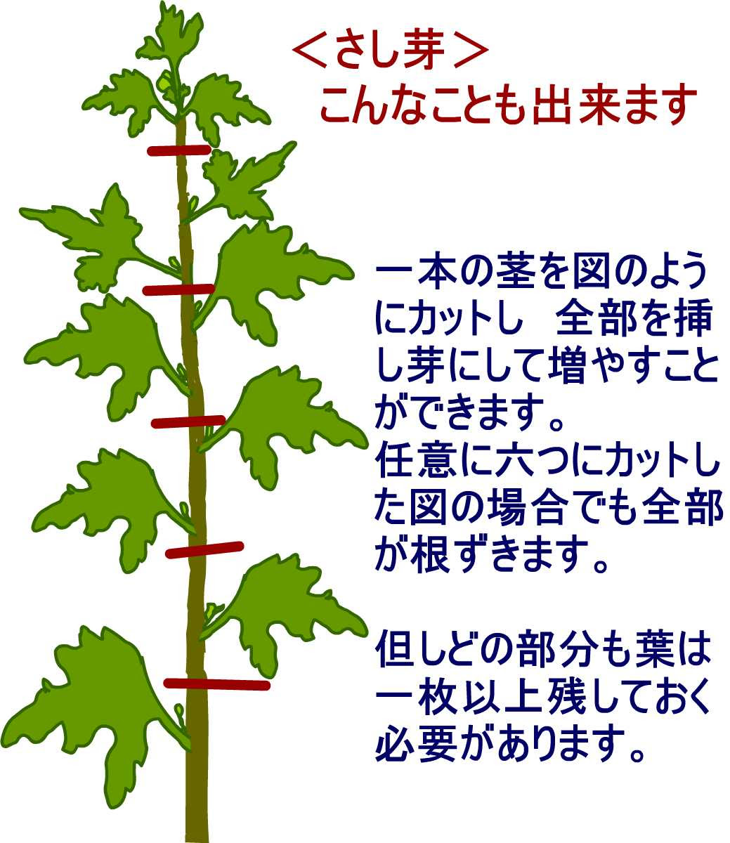 菊 キク 育て方 栽培 イラスト