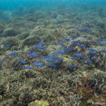 The coral reef in Tela runs in shallow ridges starting at 33 feet (10 m). The ridgetops are covered in thin leaf lettuce coral (Undaria tenuifolia) and the sides are dotted with colorful Mycetophyllia and Montastrea.