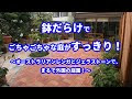 √ダウンロード オーストラリア 植物 庭 518971