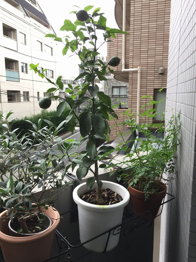 レモンの木 鉢植えの育て方 リスボンレモン 肥料 剪定 害虫 観葉植物ブログ緑組 植物の育て方