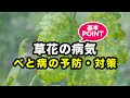 [コンプリート！] きゅうり 葉 病気 べと病 329922