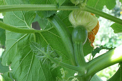 squash 044