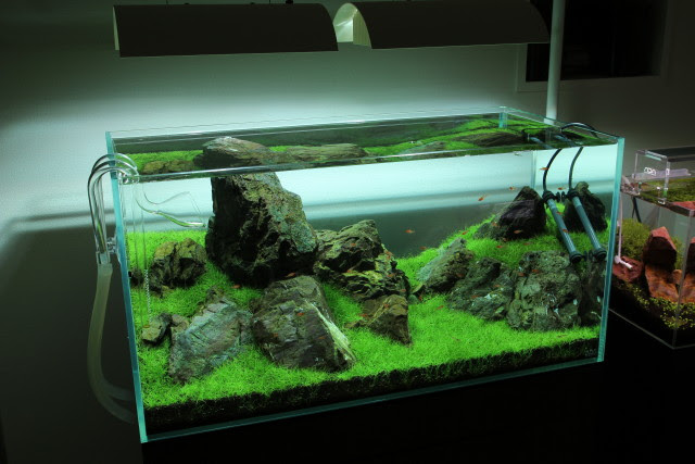Aquatic Plants 90cm水槽 コケ撲滅