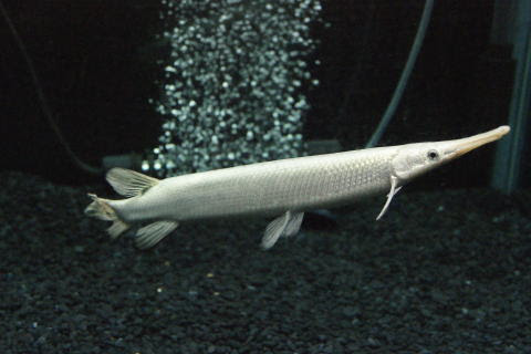 プラチナスポッテッドガー 販売 トロピカルフィッシュ佐野 大阪