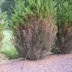 Leyland Cypress Tree Diseases / This fungus usually attacks young leyland cypress trees that are a year or a few years young.