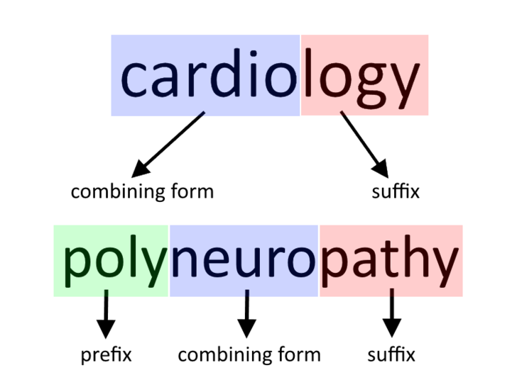Understand_Medical_Terminolgy_Step_2.png