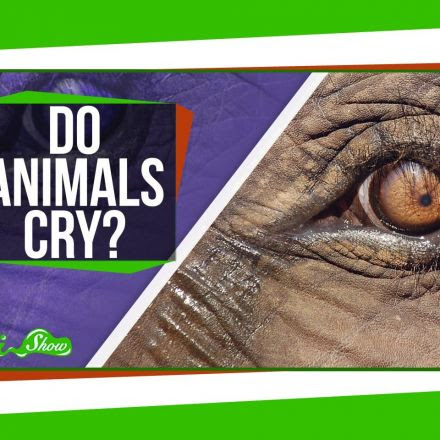 Do Animals Cry?