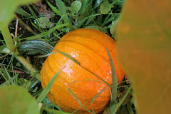 pumpkins 015