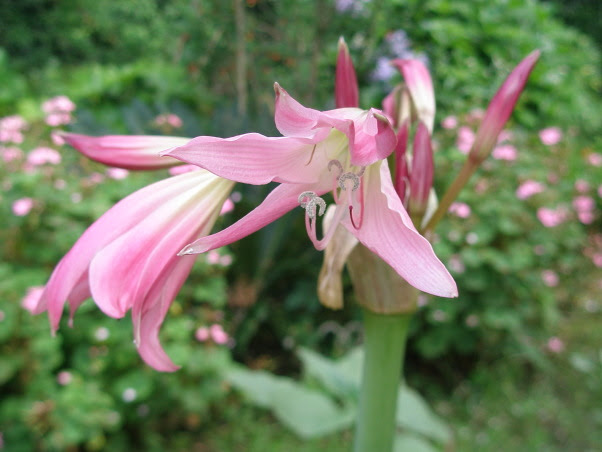 ハマユウ花散歩