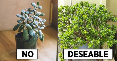 Cuáles son las plantas que atraen energías positivas a tu casa. Reglas para colocar un Ã¡rbol del dinero en una casa