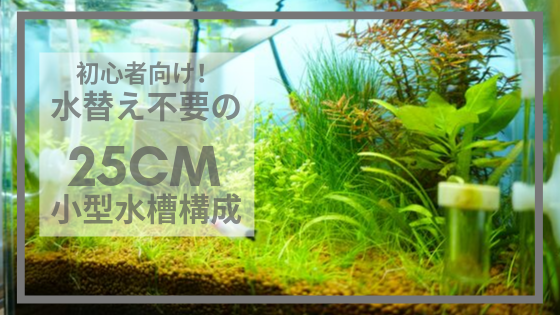初心者にオススメ 管理が超簡単な25cm小型水槽構成を紹介 Plus Aqua
