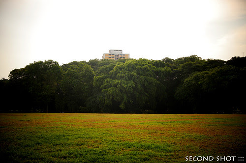Old Buona Vista Rd under the canopy