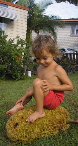 Cappi sitting on a jack fruit