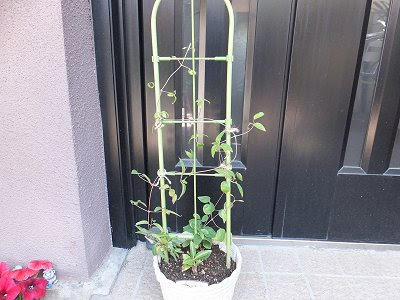 クレマチスの育て方と栽培カレンダー