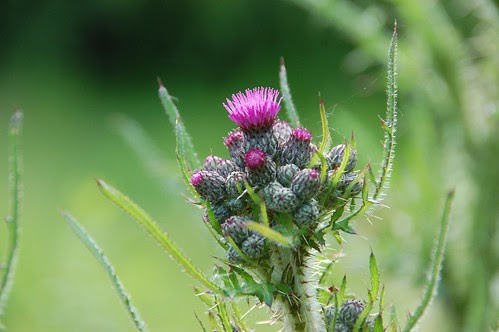 thistle