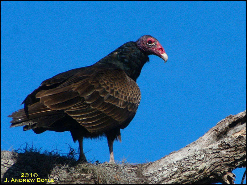 Turkey Vulture