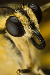 A Butterfly's Tale #8