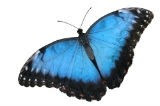 mariposa-3_xl.jpeg