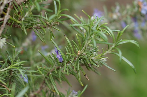 Rosemary - winter growth