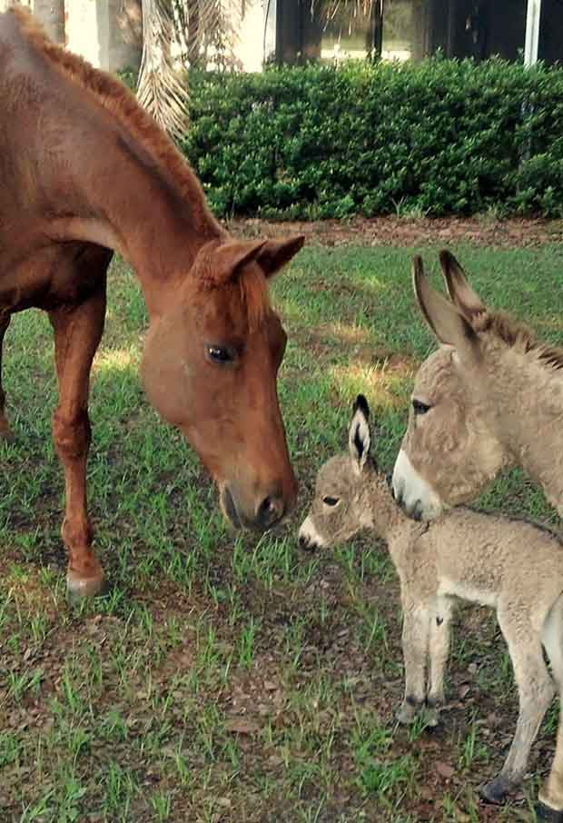 15+ Funny & Cute Baby Donkeys Great Inspire