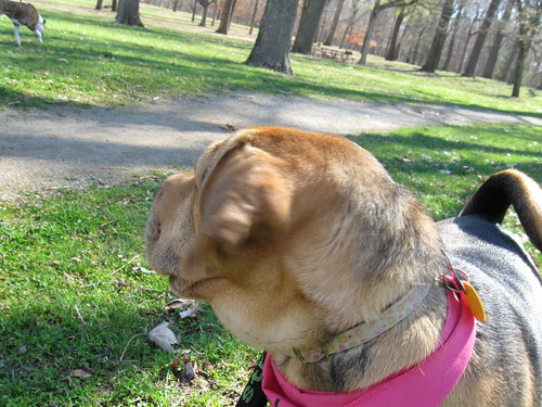Doggie Easter Egg Hunt