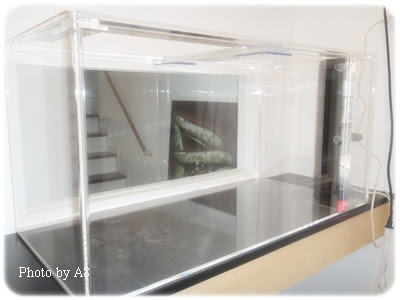 サイドフローのリフジウム水槽 仙台サンゴ フレンチブル愛好家