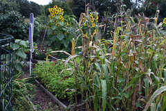 plot 2