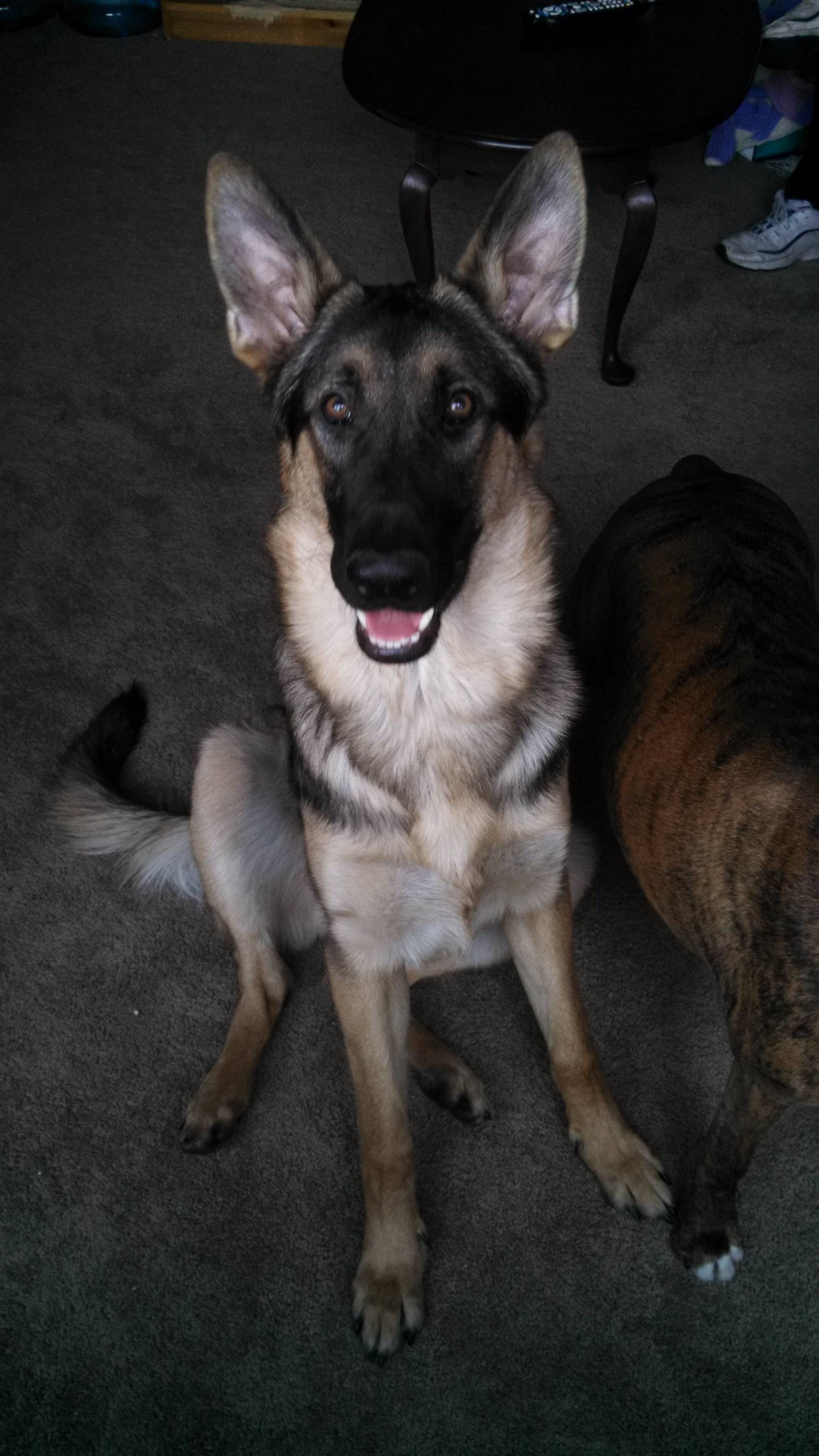 German Shepherd Dogs