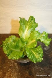 Top Celery Harvester, Newest!