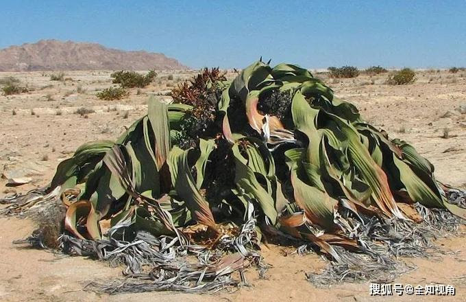 非洲沙漠里的 活化石 植物 只有两片叶子 却可活上两千年 搜狐新闻