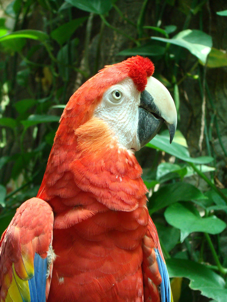 DSC06305 scarlet macaw parrot