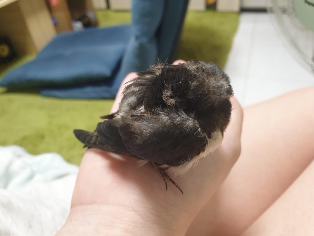 問卦 在路上撿到鳥鳥怎麼辦 Gossiping板 Disp s
