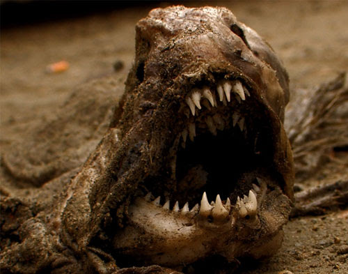wolf fish 20 Species You Dont Want To Meet