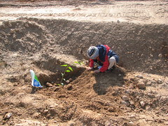 tree planting 2