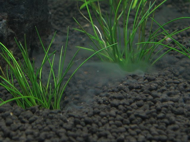 エビ飼っちゃった 白いモヤモヤ