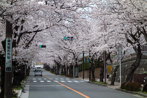 cherry blossom road