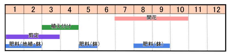 サルスベリの育て方 ヤサシイエンゲイ