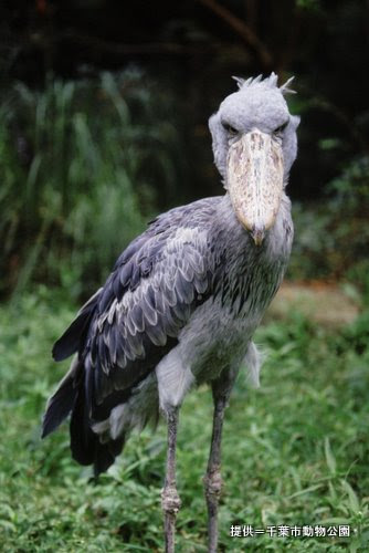 Asahi Com 朝日新聞社 ハシビロコウ 目つき悪いです 千葉市動物公園の仲間たち フォトギャラリー