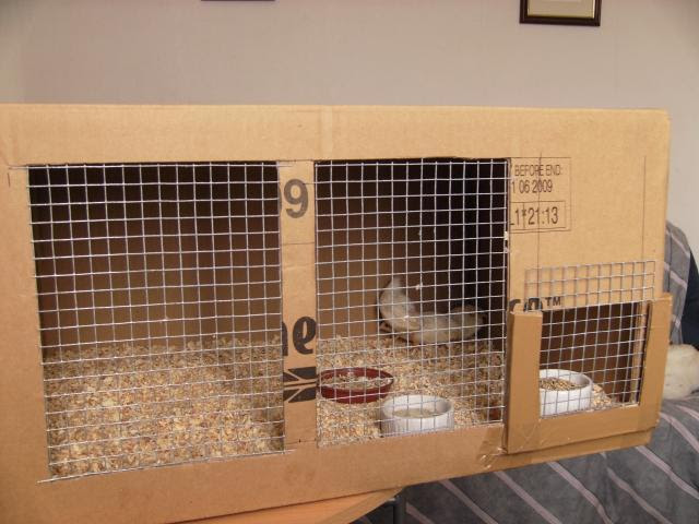 Pop Mi Quails, Buttons Quails Cage, Buttons Quial, White Buttons