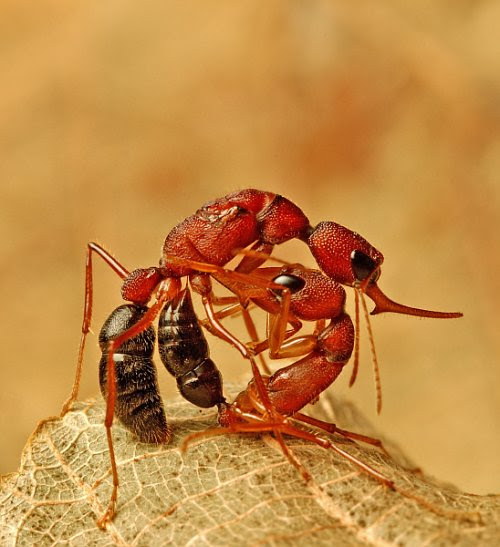 http://upload.wikimedia.org/wikipedia/commons/8/88/Harpegnathos_saltator_fight.jpg