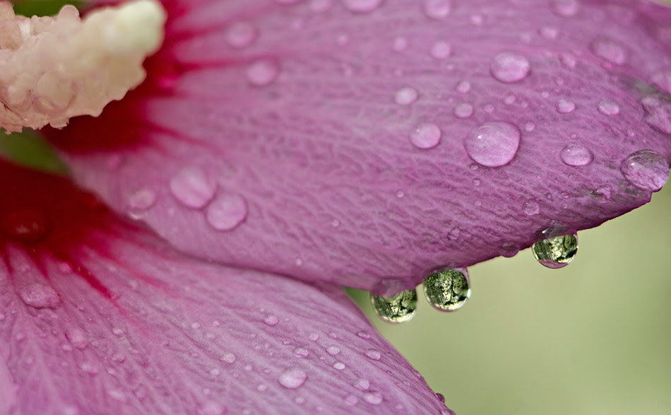Macro