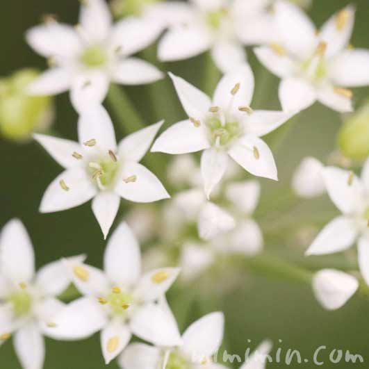 ニラ 韮 の花の写真 花言葉 名前の由来 みみみんブログ